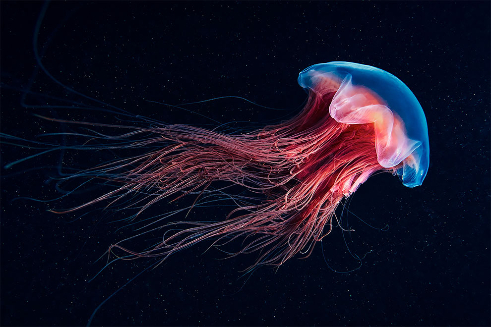 Фотография: Чудовища морских глубин на фото Александра Семенова №6 - BigPicture.ru