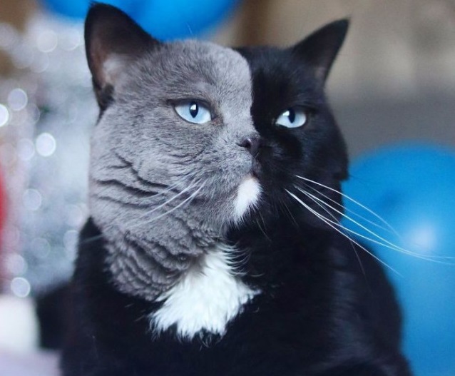 Фотография: Котята двуликого кота по кличке Нарния разделили окрас своего отца №1 - BigPicture.ru