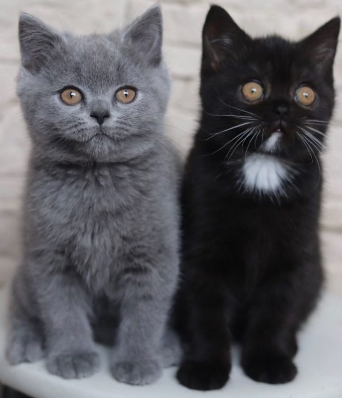 Фотография: Котята двуликого кота по кличке Нарния разделили окрас своего отца №4 - BigPicture.ru
