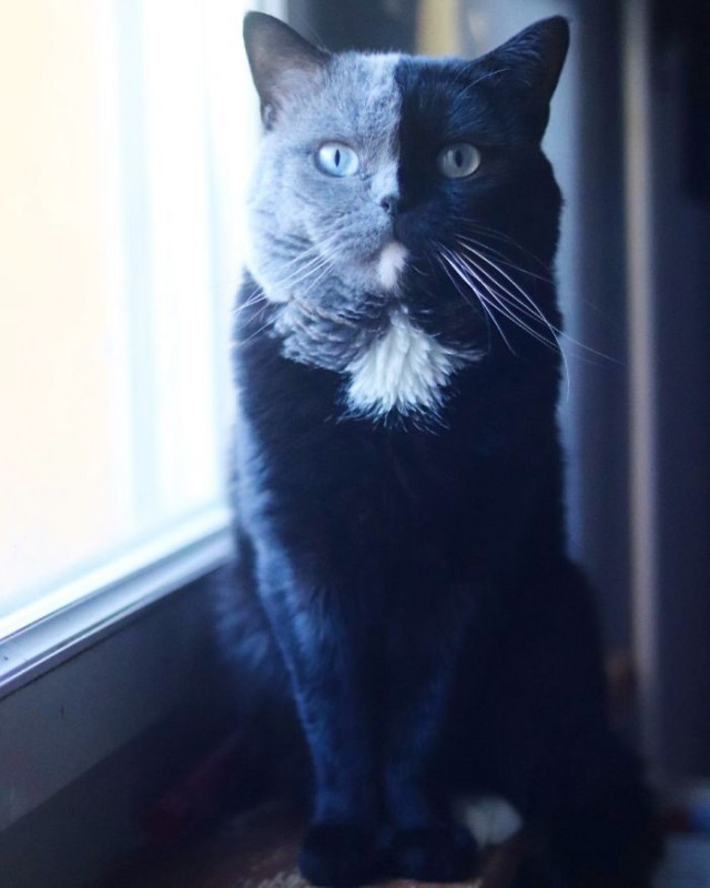 Фотография: Котята двуликого кота по кличке Нарния разделили окрас своего отца №7 - BigPicture.ru