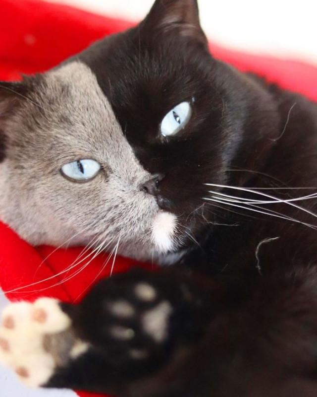 Фотография: Котята двуликого кота по кличке Нарния разделили окрас своего отца №11 - BigPicture.ru