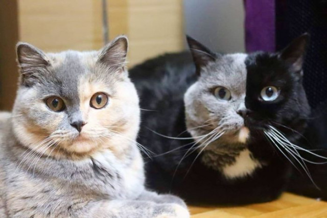 Фотография: Котята двуликого кота по кличке Нарния разделили окрас своего отца №5 - BigPicture.ru