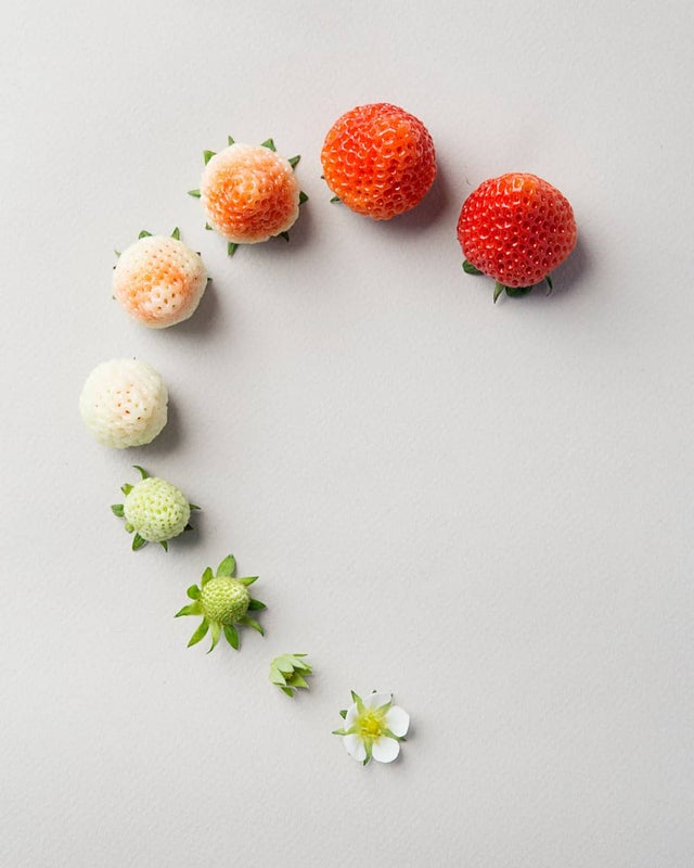 Фотография: От цветочка до ягодки: как проходит жизненный цикл растений №11 - BigPicture.ru