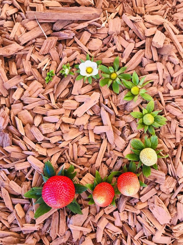 Фотография: От цветочка до ягодки: как проходит жизненный цикл растений №10 - BigPicture.ru