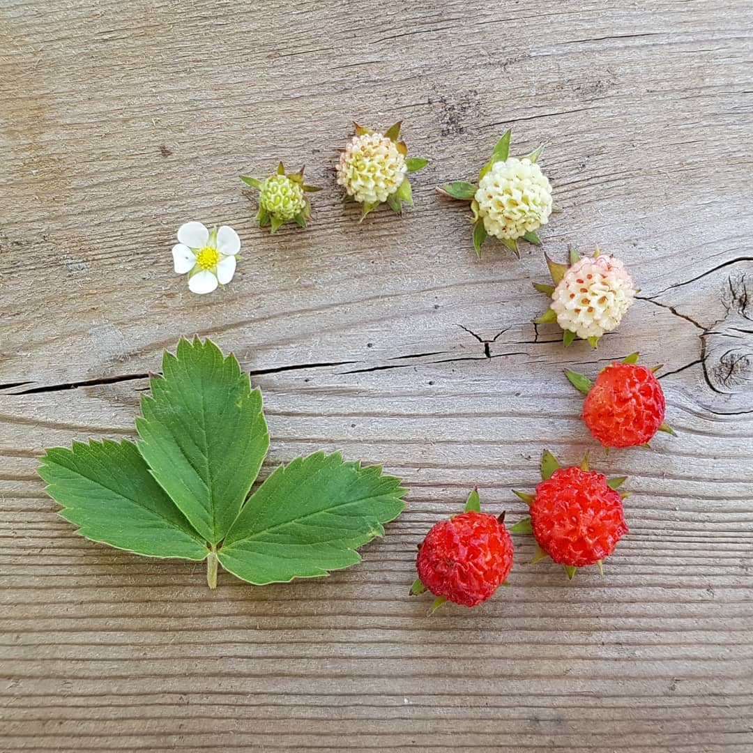 Фотография: От цветочка до ягодки: как проходит жизненный цикл растений №12 - BigPicture.ru