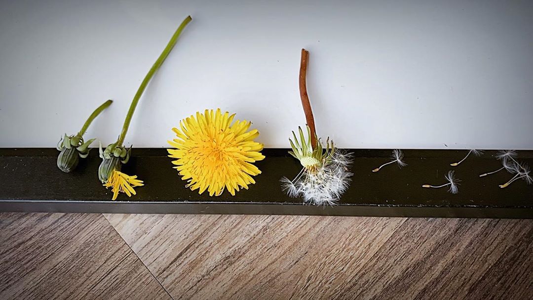 Фотография: От цветочка до ягодки: как проходит жизненный цикл растений №16 - BigPicture.ru