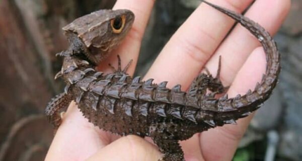 20 доказательств того, что наш мир полон неожиданных открытий