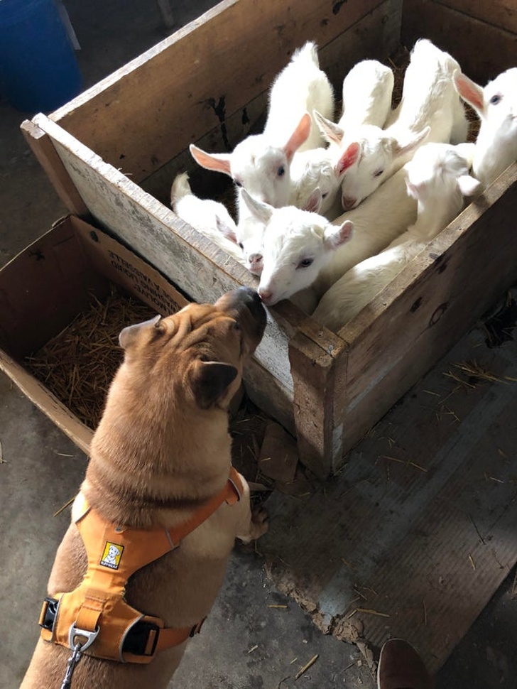 Фотография: 25 пушистых и милых доказательств, что козлята могут затмить милотой и котят, и щенков №8 - BigPicture.ru