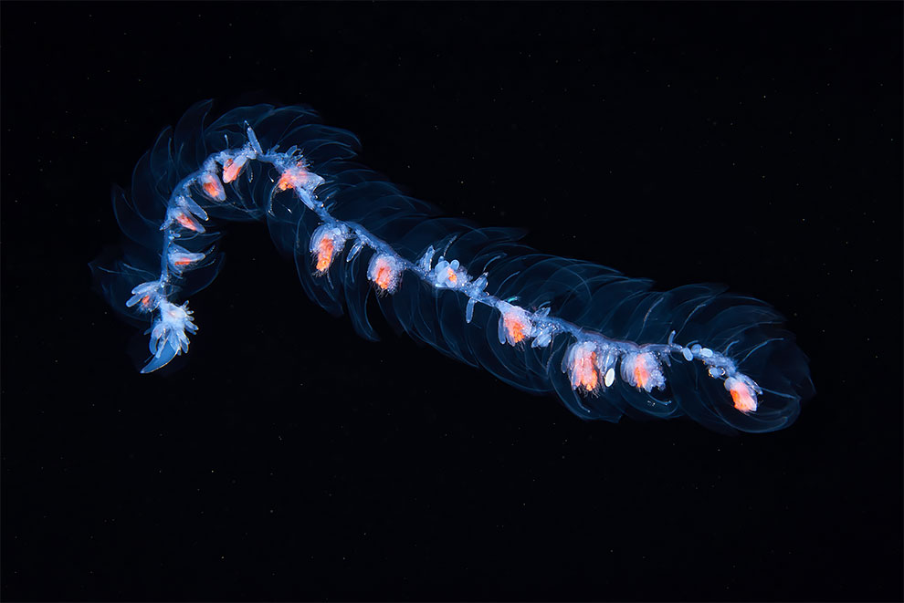 Фотография: Чудовища морских глубин на фото Александра Семенова №9 - BigPicture.ru