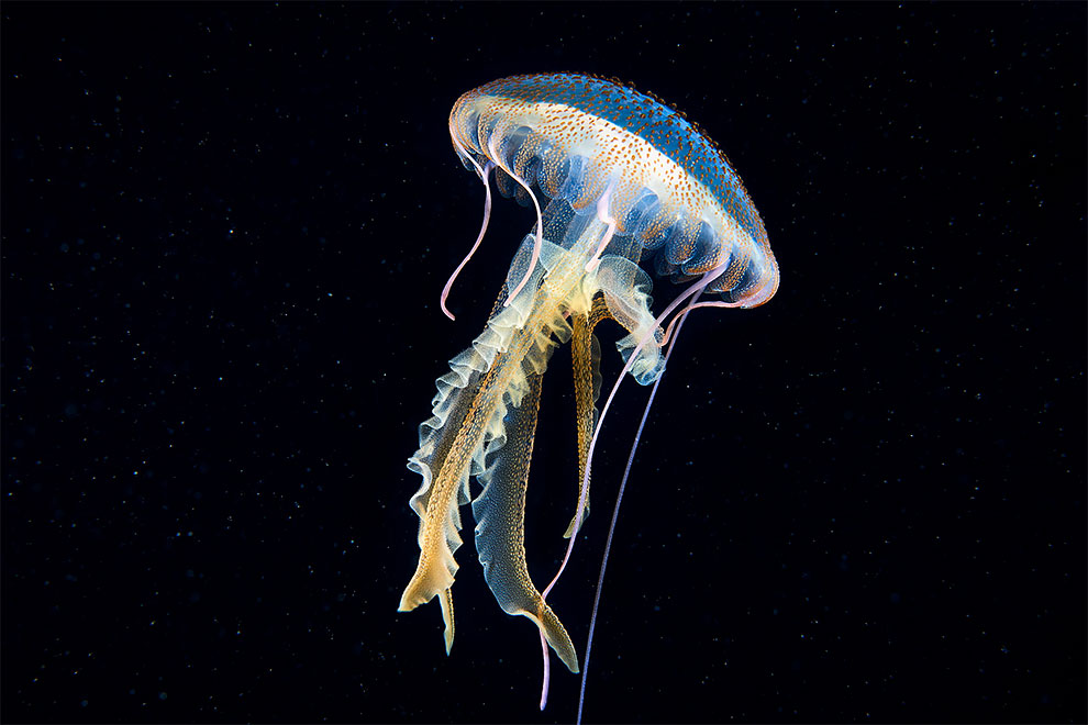 Фотография: Чудовища морских глубин на фото Александра Семенова №3 - BigPicture.ru
