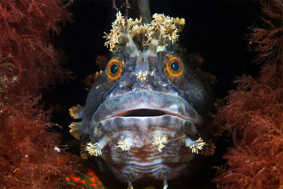 Фотография: Чудовища морских глубин на фото Александра Семенова №11 - BigPicture.ru