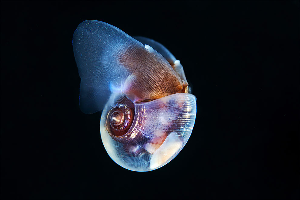 Фотография: Чудовища морских глубин на фото Александра Семенова №12 - BigPicture.ru