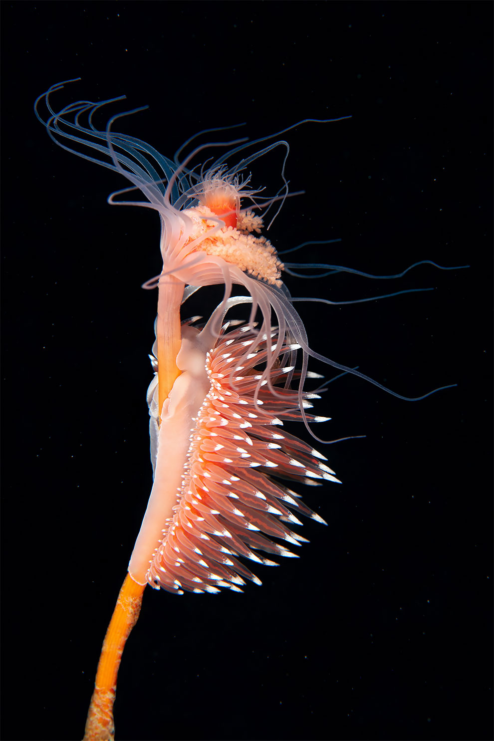 Фотография: Чудовища морских глубин на фото Александра Семенова №13 - BigPicture.ru