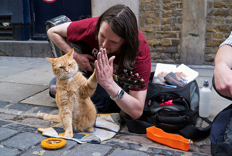 Фотография: В Лондоне умер герой книг-бестселлеров рыжий уличный кот Боб №3 - BigPicture.ru