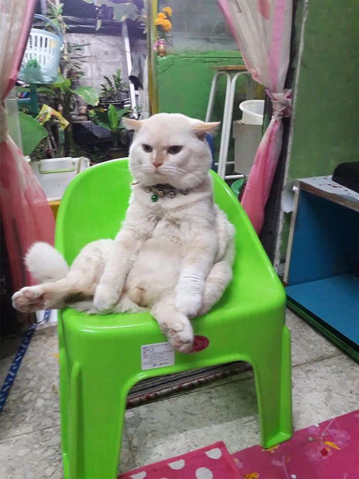Фотография: Сердитый кот работает охранником арбузов в Таиланде №13 - BigPicture.ru