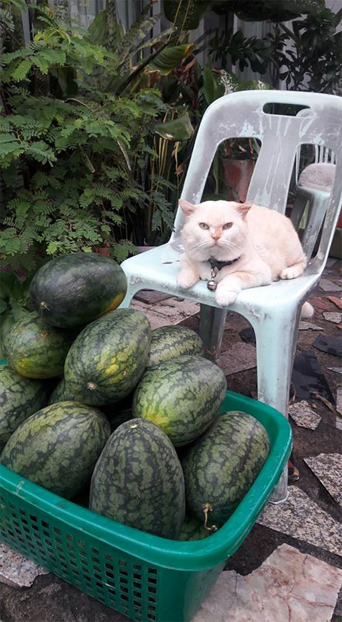 Фотография: Сердитый кот работает охранником арбузов в Таиланде №2 - BigPicture.ru