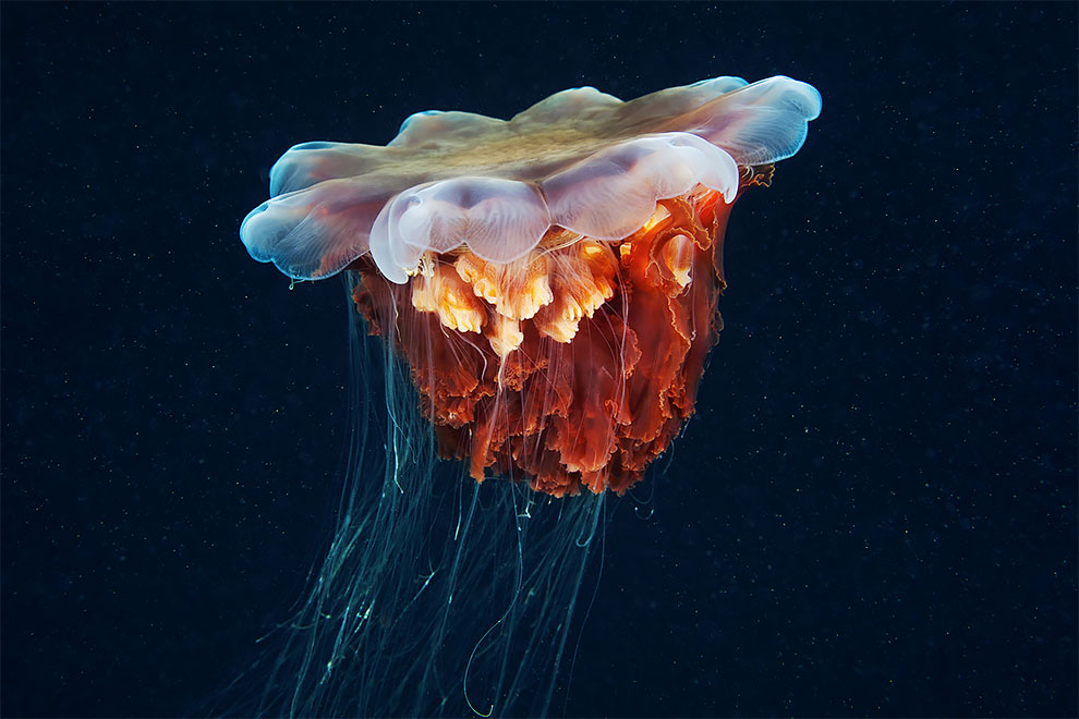 Чудовища морских глубин на фото Александра Семенова 