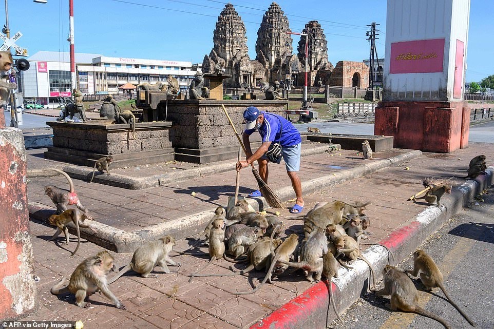 Фотография: Как агрессивные макаки терроризируют целый город в Таиланде №2 - BigPicture.ru