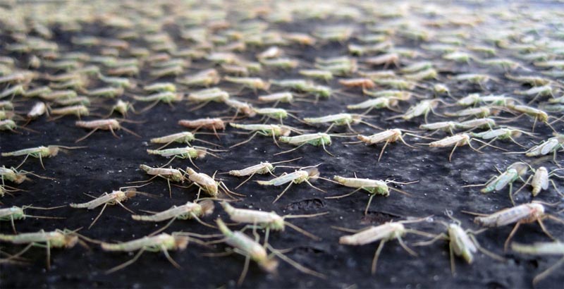Фотография: В Великобритании создали миллионную армию комаров-мутантов и это вовсе не новое оружие №2 - BigPicture.ru