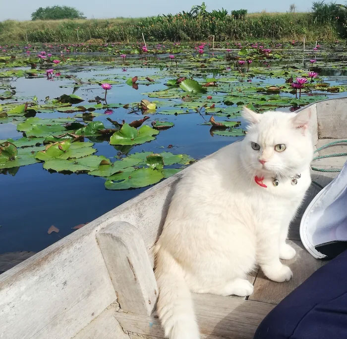 Фотография: Сердитый кот работает охранником арбузов в Таиланде №8 - BigPicture.ru