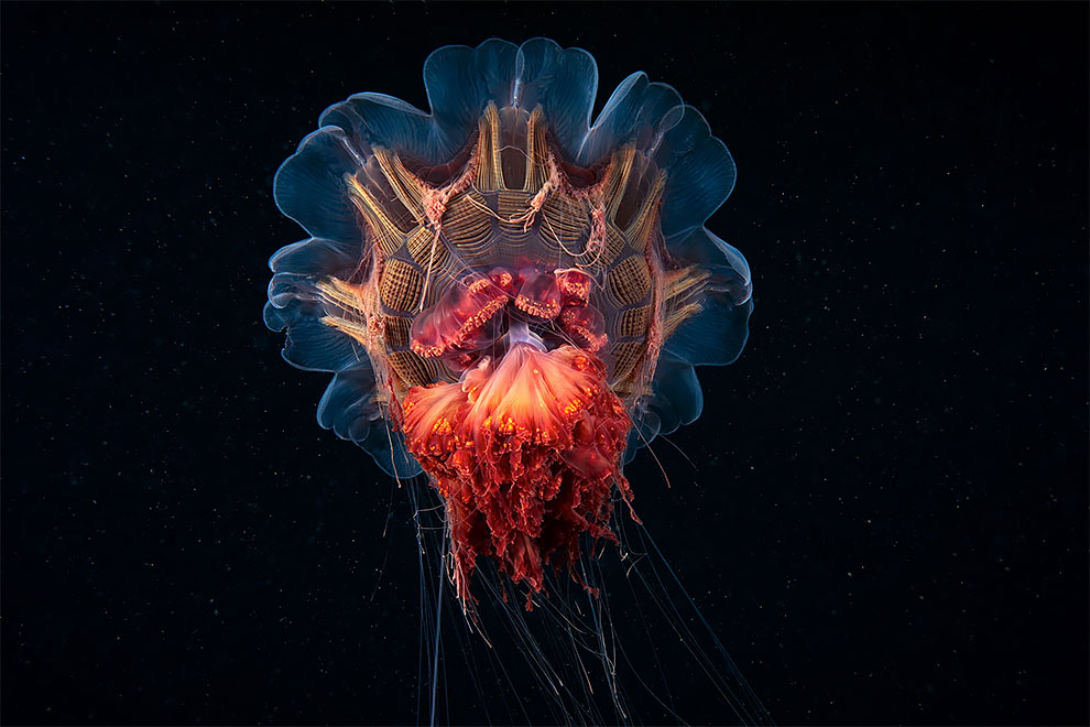 Чудовища морских глубин на фото Александра Семенова 