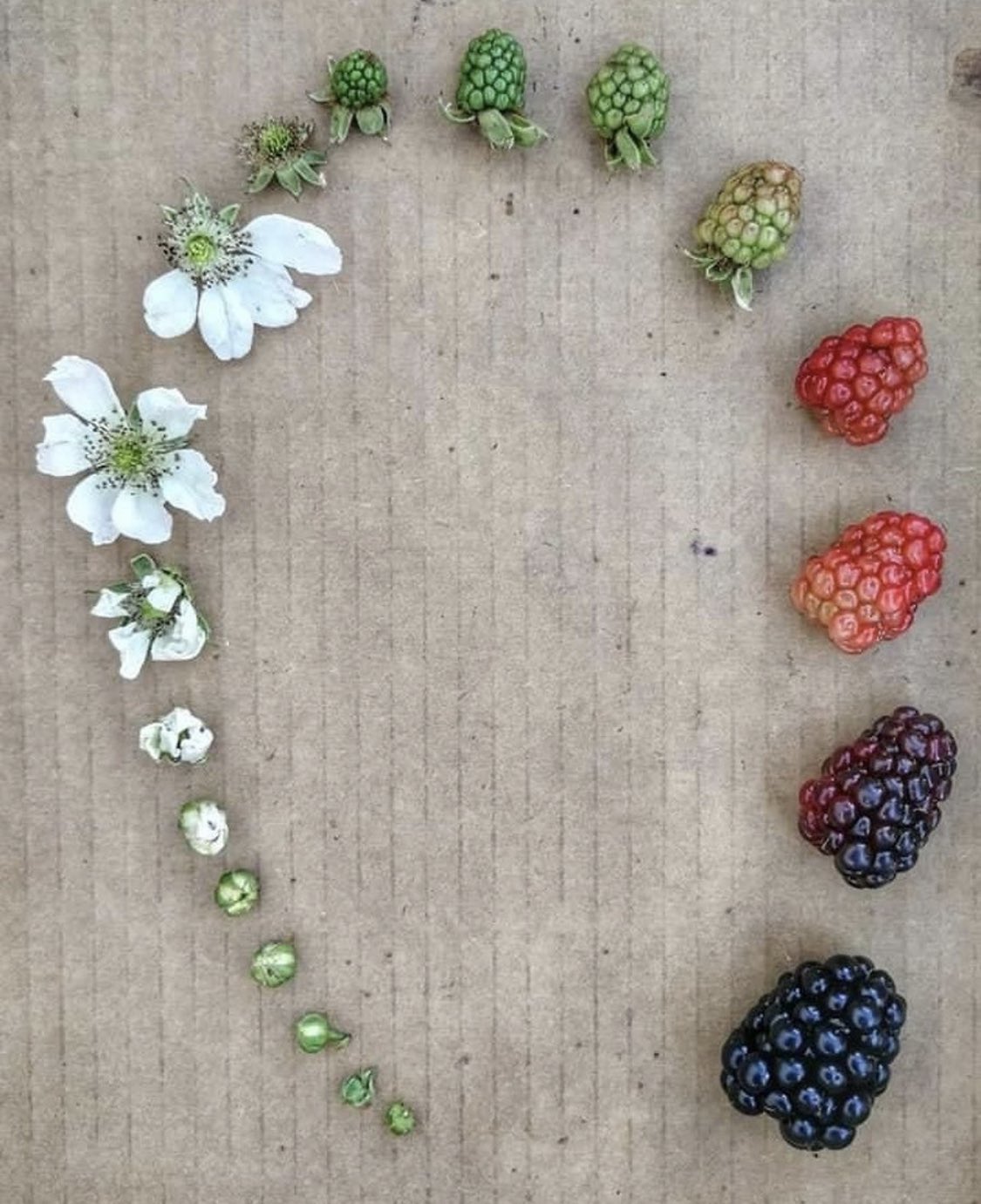 Фотография: От цветочка до ягодки: как проходит жизненный цикл растений №2 - BigPicture.ru