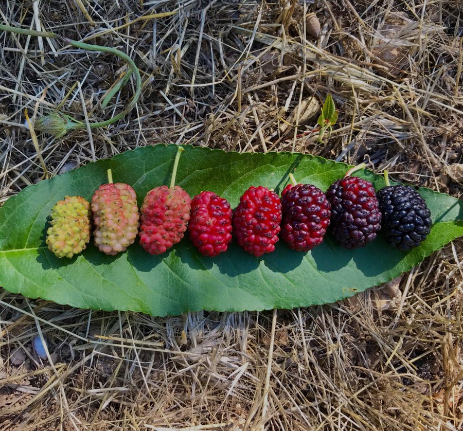 Фотография: От цветочка до ягодки: как проходит жизненный цикл растений №4 - BigPicture.ru
