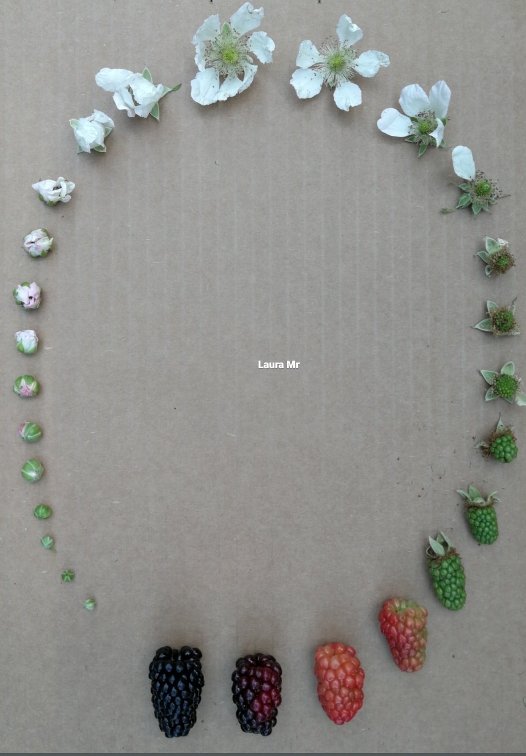 Фотография: От цветочка до ягодки: как проходит жизненный цикл растений №6 - BigPicture.ru
