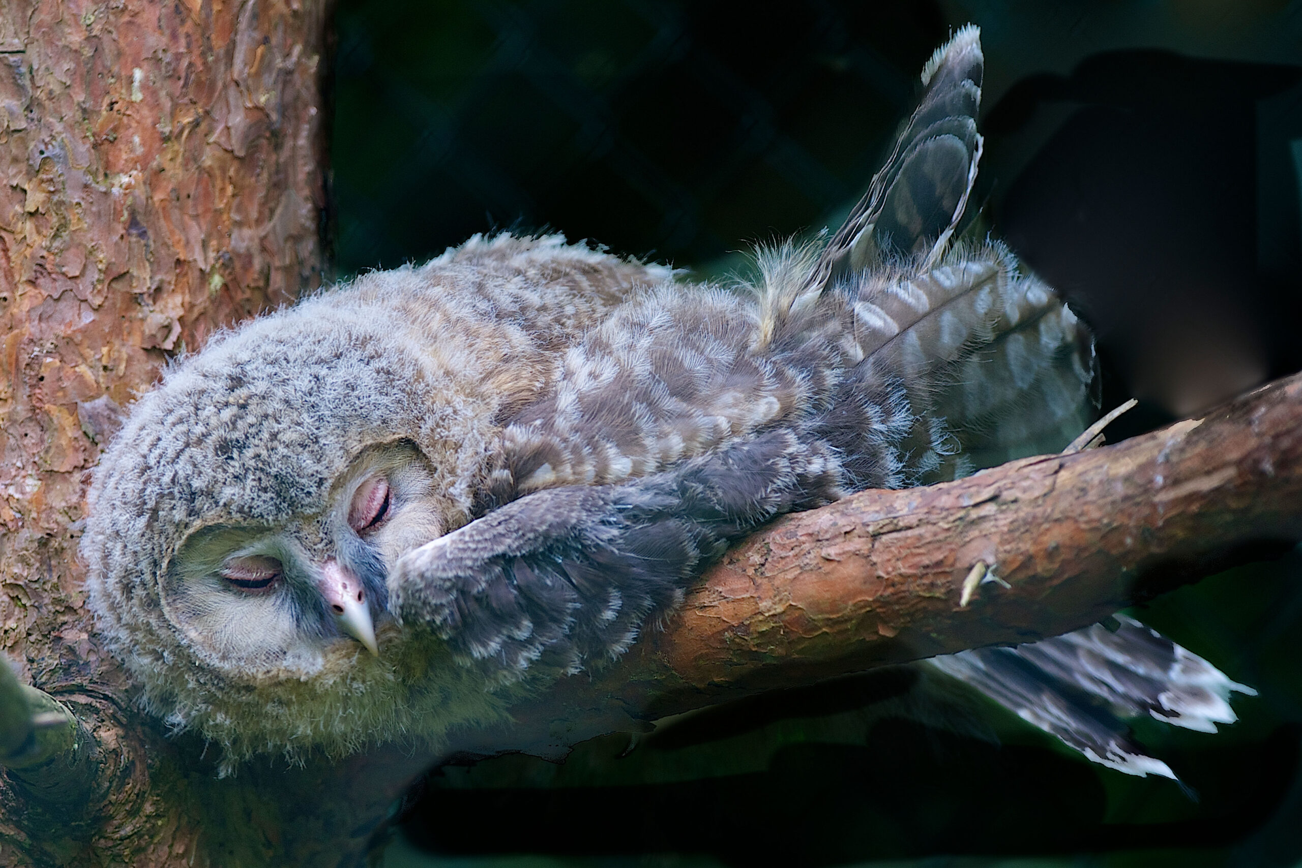Фотография: Спят усталые совята: оказывается совы отдыхают мордой вниз №5 - BigPicture.ru