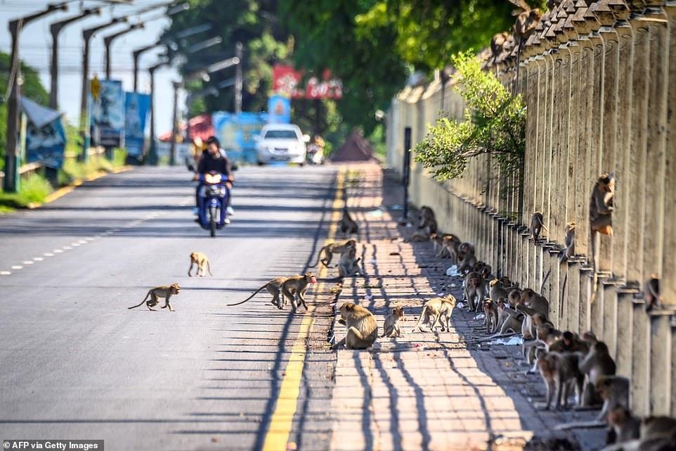 Фотография: Как агрессивные макаки терроризируют целый город в Таиланде №6 - BigPicture.ru