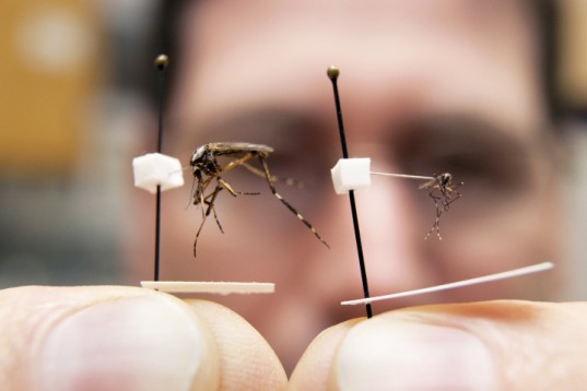 Фотография: В Великобритании создали миллионную армию комаров-мутантов и это вовсе не новое оружие №3 - BigPicture.ru