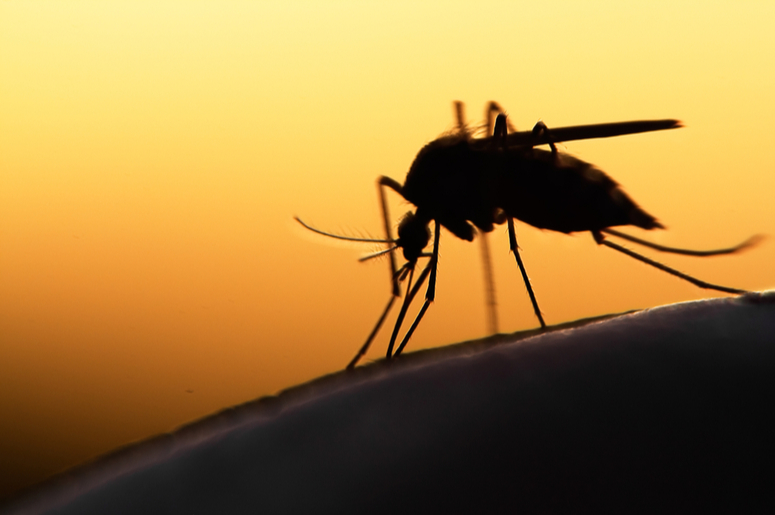 Фотография: В Великобритании создали миллионную армию комаров-мутантов и это вовсе не новое оружие №4 - BigPicture.ru