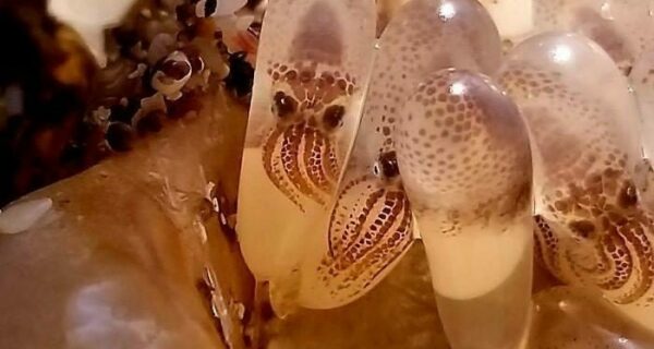 Это интересно! 20 фото, которые гарантированно расширят ваш кругозор