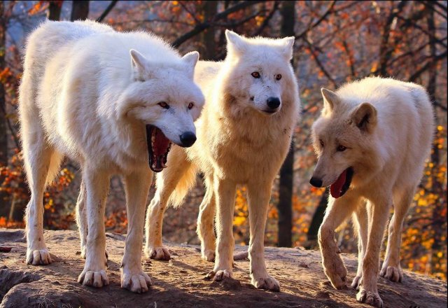 Фотография: Откуда взялся новый мем про смеющихся волков №1 - BigPicture.ru