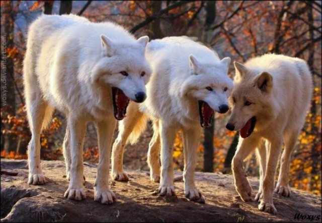 Фотография: Откуда взялся новый мем про смеющихся волков №3 - BigPicture.ru