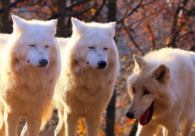 Фотография: Откуда взялся новый мем про смеющихся волков №4 - BigPicture.ru