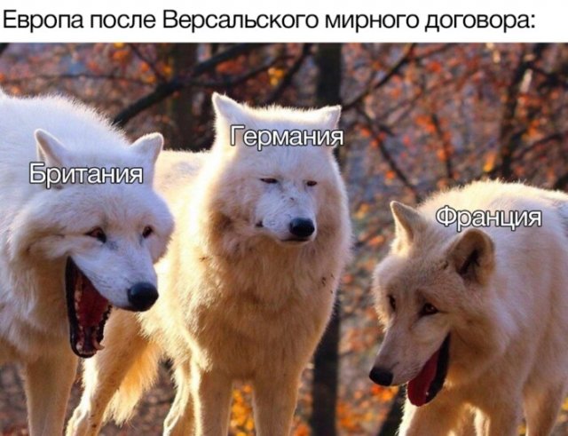 Фотография: Откуда взялся новый мем про смеющихся волков №7 - BigPicture.ru
