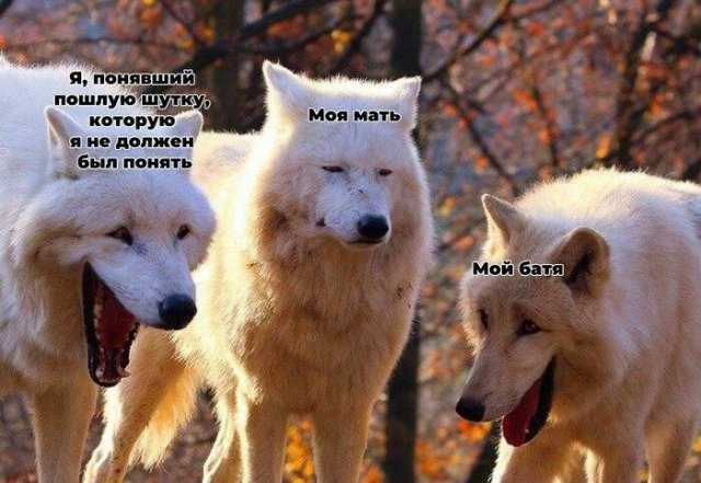 Фотография: Откуда взялся новый мем про смеющихся волков №8 - BigPicture.ru