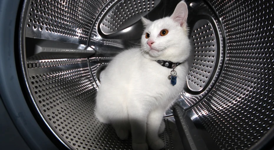 Фотография: Использовал три жизни из девяти: кот провел 12 ужасных минут в стиралке №5 - BigPicture.ru