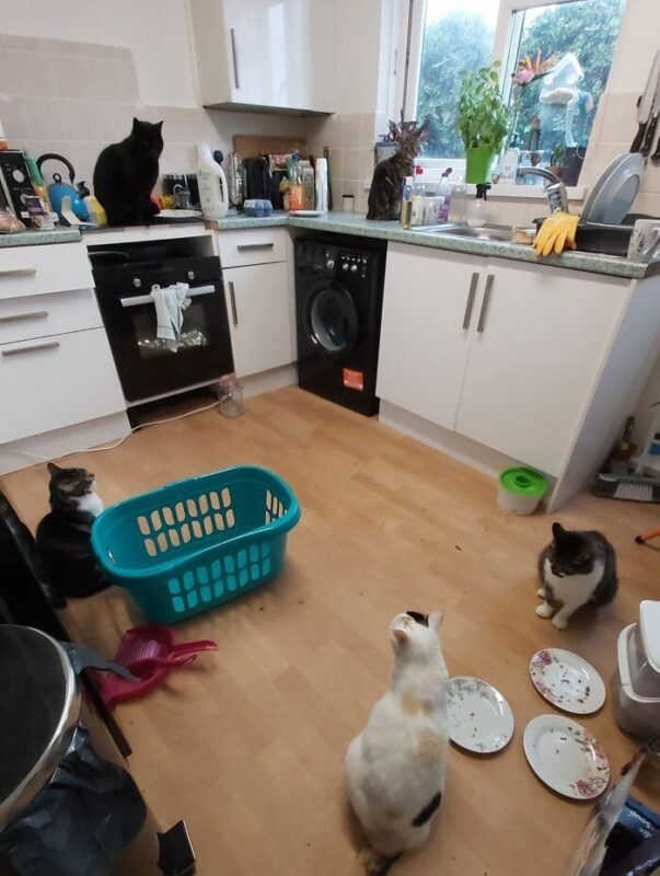 Фотография: 40 случаев, когда коты забрели в дом к людям и решили остаться №13 - BigPicture.ru