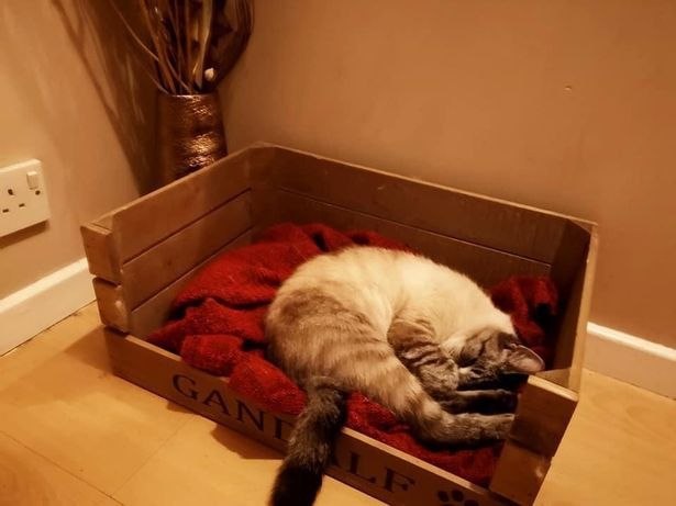 Фотография: Британский кот пришел домой с посланием, которое заставило его хозяина переживать №3 - BigPicture.ru