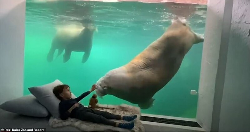 Фотография: В бельгийском зоопарке открыли номера с видом на диких животных №7 - BigPicture.ru
