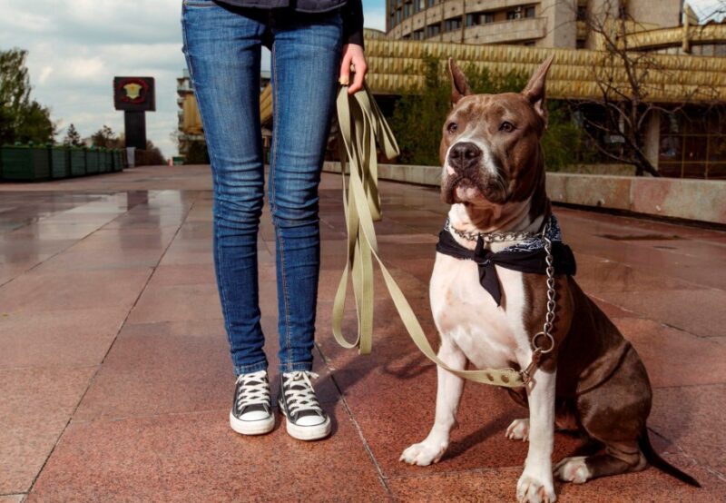 Фотография: В Великобритании собака задушила свою хозяйку №4 - BigPicture.ru