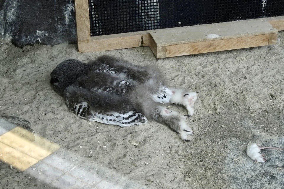 Фотография: Спят усталые совята: оказывается совы отдыхают мордой вниз №1 - BigPicture.ru