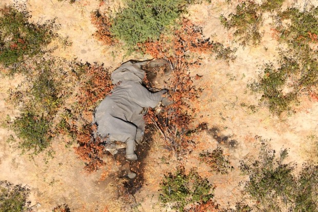 Фотография: Катастрофа в Ботсване: по непонятной причине там погибли более 350 слонов №5 - BigPicture.ru
