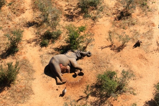 Фотография: Катастрофа в Ботсване: по непонятной причине там погибли более 350 слонов №4 - BigPicture.ru
