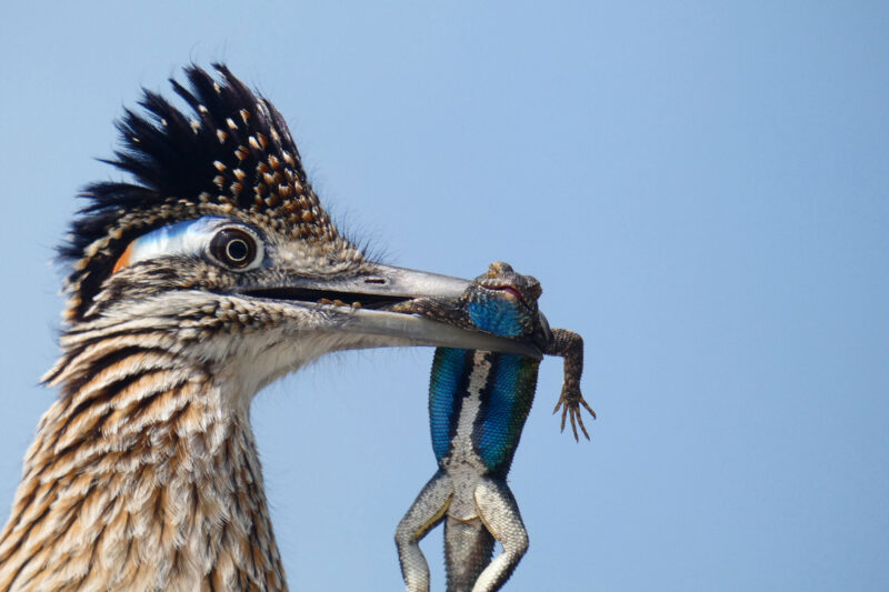 Фотография: 10 лучших фотографий птиц с конкурса Audubon Photography Awards 2020 №4 - BigPicture.ru