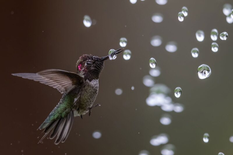 Фотография: 10 лучших фотографий птиц с конкурса Audubon Photography Awards 2020 №9 - BigPicture.ru