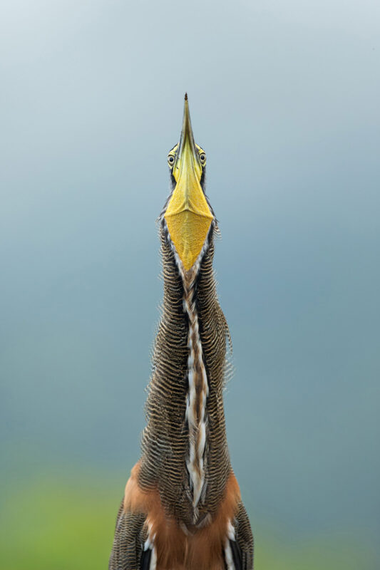 Фотография: 10 лучших фотографий птиц с конкурса Audubon Photography Awards 2020 №2 - BigPicture.ru