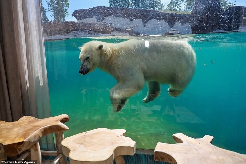 Фотография: В бельгийском зоопарке открыли номера с видом на диких животных №12 - BigPicture.ru